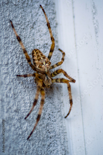 Olbrzymi pająk krzyżak  © Przemysaw