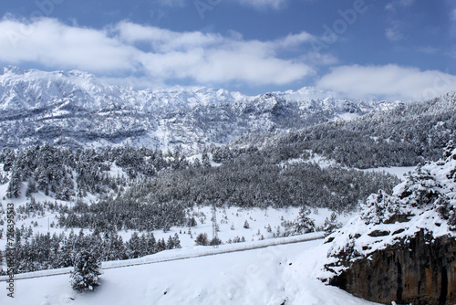 Snow-filled pine trees on the mountain