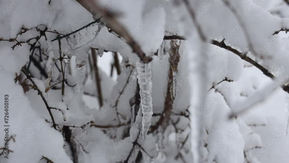 Frozen icicles begin to melt and drip. The arrival of spring. Frozen icicles begin to melt and drip. The arrival of spring.