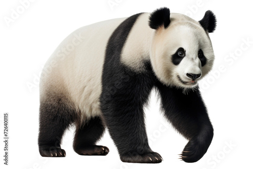 cute panda isolated