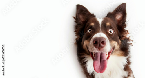 Funny border collie dog with happy face isolated on white background photo
