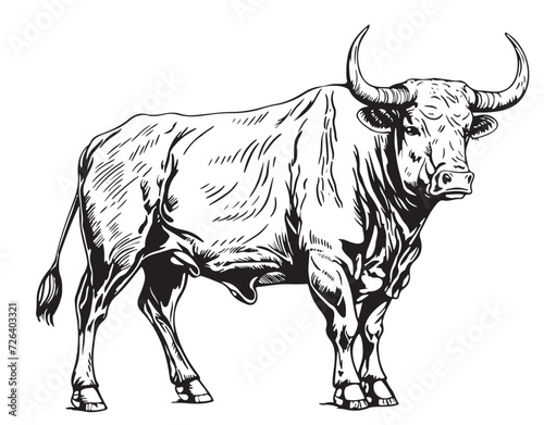 cow is standing sketch engraving illustration style Hand drawn vector
