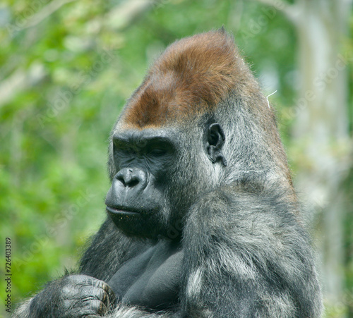 Western lowland gorilla at Oklahoma City Zoo © waynemullen1