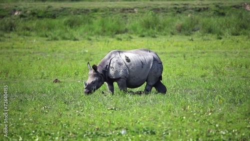 Great indian rhinoceros or one horned rhinoceros grazing and Playing in the mud in kaziranga national park in indian assam. photo