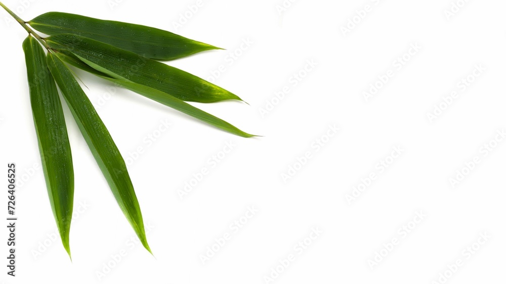 Yellow Bamboo leaves isolated on white background. Golden bamboo (Phyllostachys aurea). Copy Space Yellow Bamboo leaves isolated on white background. Golden bamboo (Phyllostachys aurea). Copy Space