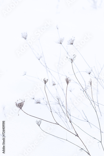dry grass flowers covered with snow