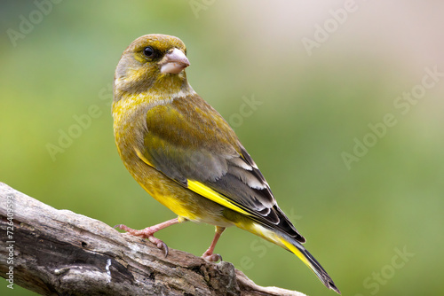 European Greenfinch