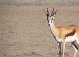 Springbuck impala in the desert