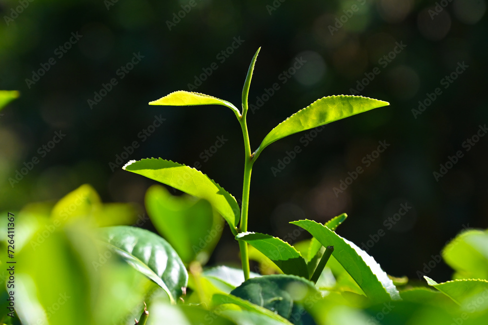 Tea branch leaves in the tea garden Tea branch leaves in the tea garden