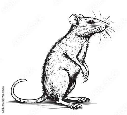 Rat hand drawn sketch, vector illustration.