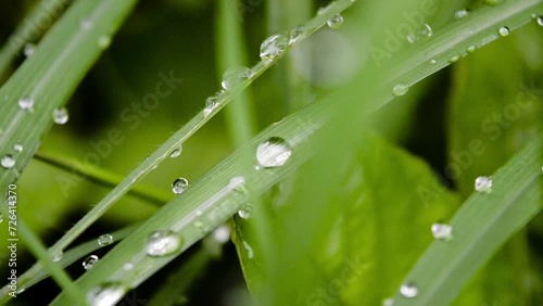 background of green weeds in the garden