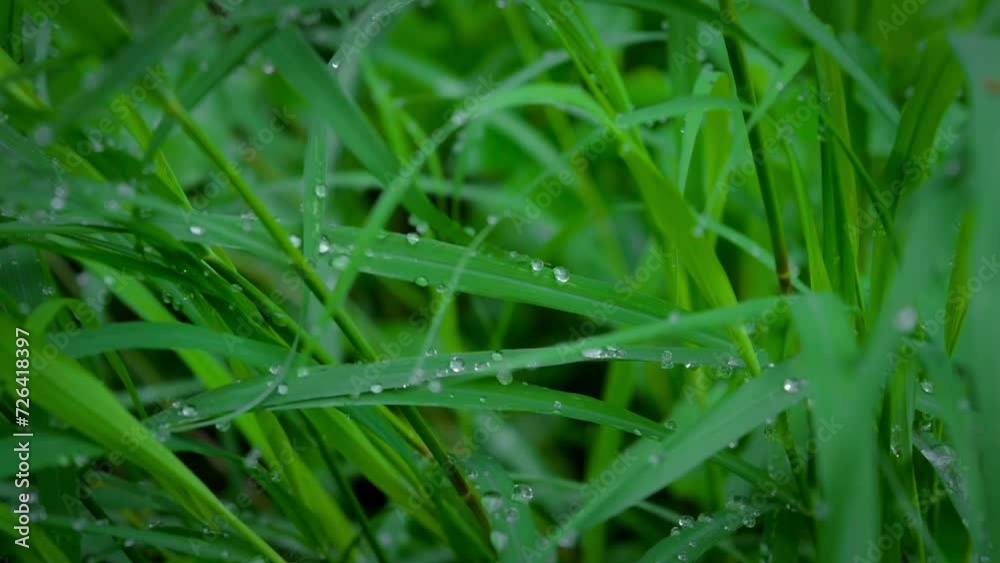 background of green weeds in the garden background of green weeds in the garden