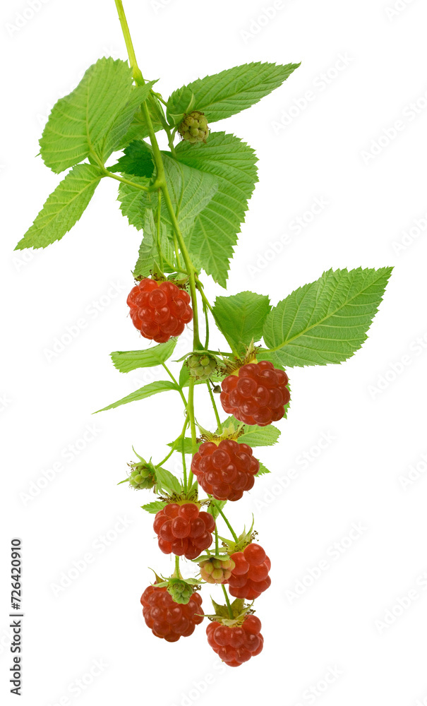 Raspberry branch with ripe red berries and leaves. on transparent, png. Close-up. Vitamins. Antiviral treatment. Raspberry branch with ripe red berries and leaves. on transparent, png. Close-up. Vitamins. Antiviral treatment.