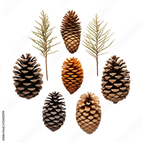 various conifer cones on transparent background