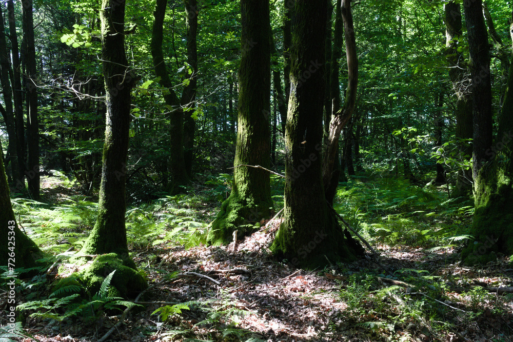 Sous bois des forêts de la Sarthe