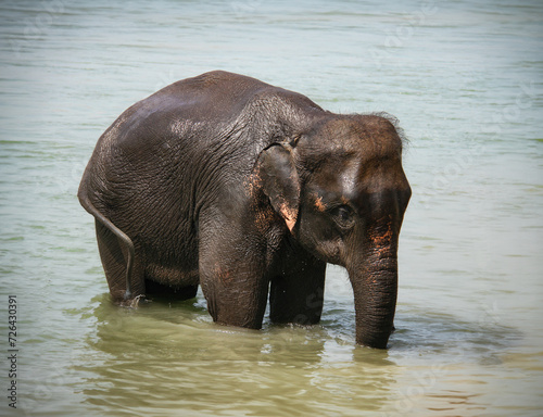 Ein junger Elefant badet in einem Fluß in Nepal, zutraulich, friedlich steht das Tier ganz aufmerksam im Wasser und wedelt mit dem Schwanz, Sein Rüssel ist ins Wasser getaucht, struppige Haare am Kopf