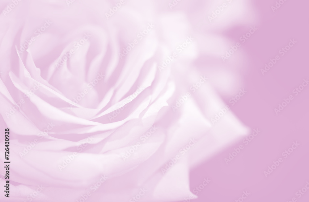 Blur soft rose flower in pink background Blur soft rose flower in pink background