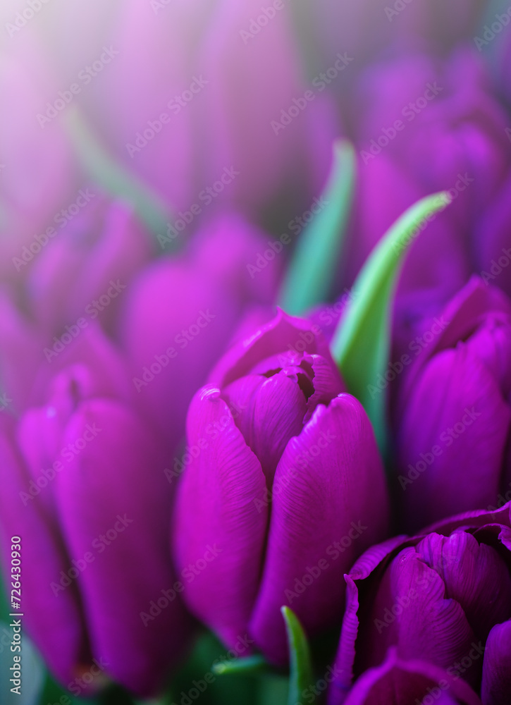 Naklejka premium Spring blossoming pink tulips flower background, selective focus.