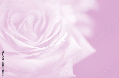 Blur soft rose flower in pink background