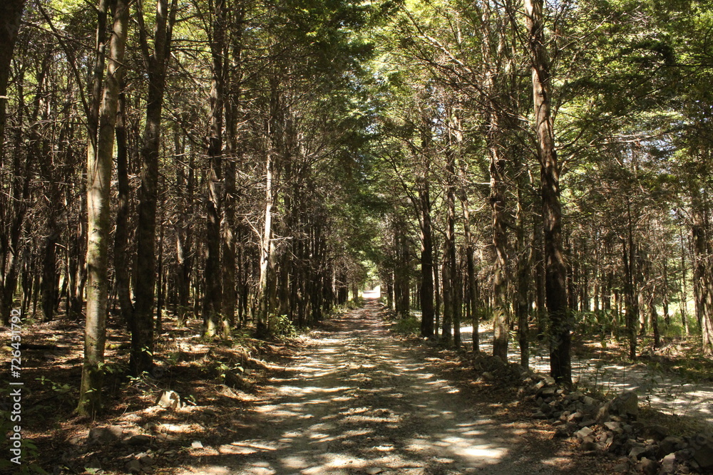 Fototapeta premium forest