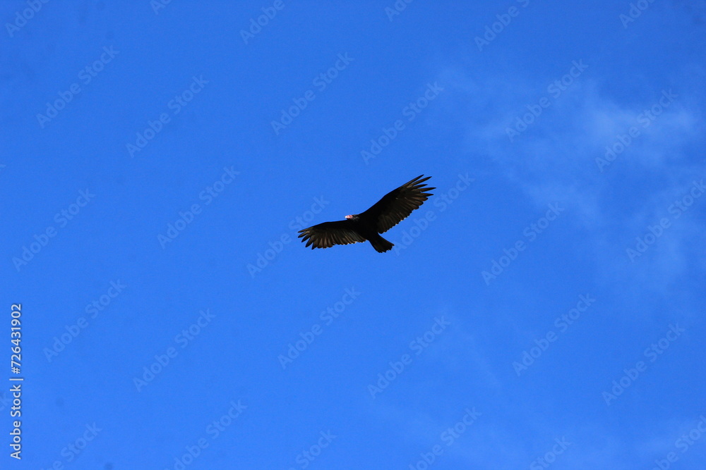 Obraz premium Cathartes Aura