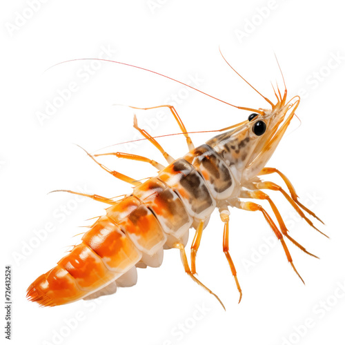 Tiger shrimp on transparent background