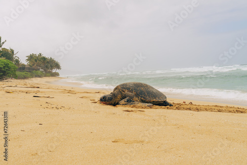 turtle on the beach on a stormy day on oahu in hawaii