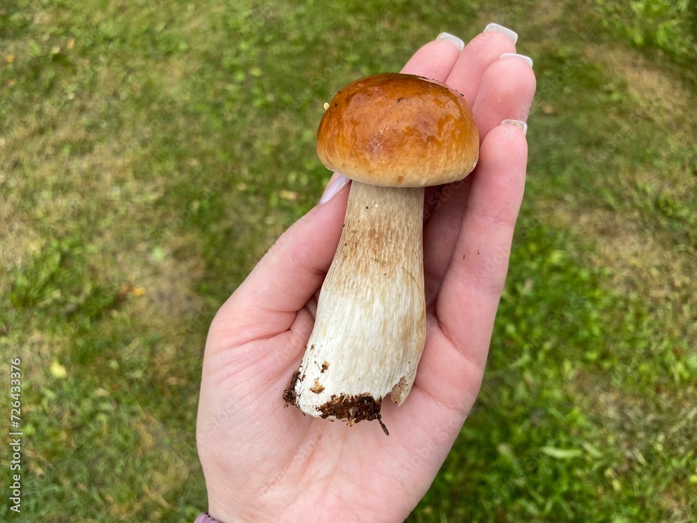 A woman's hand holds a beautiful porcini mushroom in her palm close-up A woman's hand holds a beautiful porcini mushroom in her palm close-up