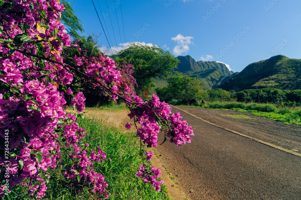 Obraz premium flowers in the jungle on mauna kalaa on a beautiful day on oahu in hawaii