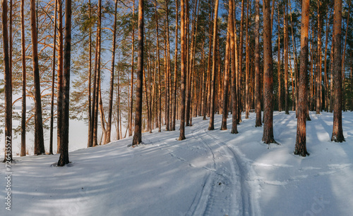 Forest with pine trees and bushes covered snow on the sunny frosty weather.