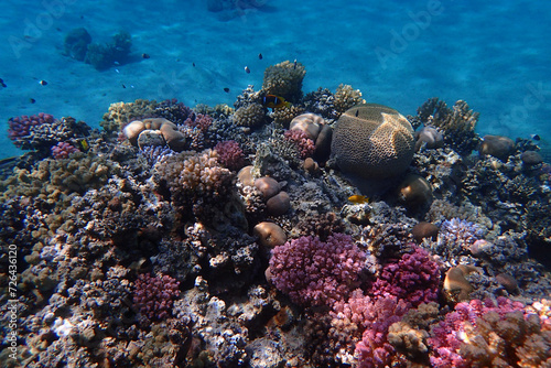 Fototapeta Naklejka Na Ścianę i Meble -  coral reef in the Red Sea