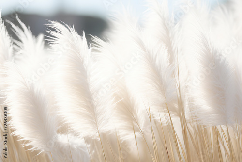 Snow-white pampas grass. Abstract light natural background. An idea for interior decoration