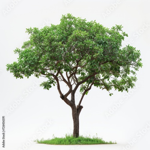 Image of Syzygium cumini  L.  Skeels   Black Plum  trees against a clean white background. Expressing the natural beauty of olive branches and leaves