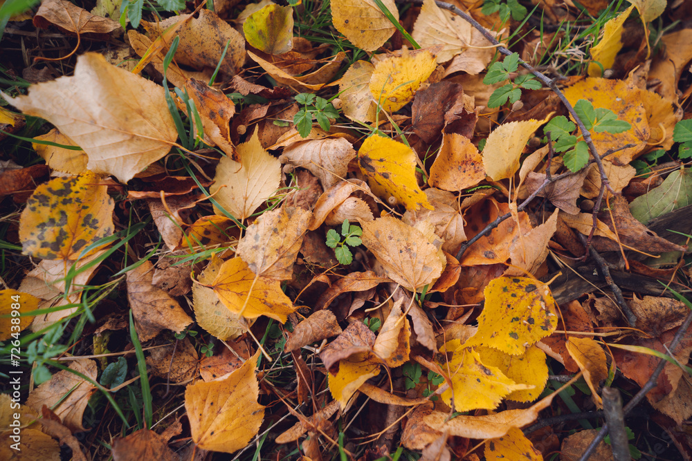 fallen autumn leaves