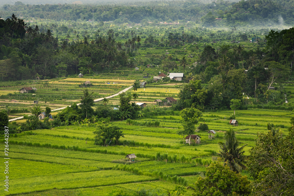 Picturesque paddy rice terrace fields  
 in typical Balinese landscape of Karangasem district in Bali, indonesia