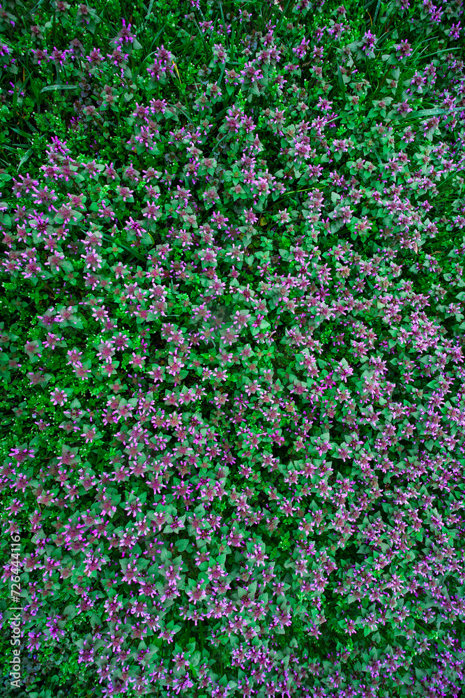 Background photo with floral pattern for your decoration or creative design. Flowering lawn of grass, leaves and flowers. Background photo with floral pattern for your decoration or creative design. Flowering lawn of grass, leaves and flowers.