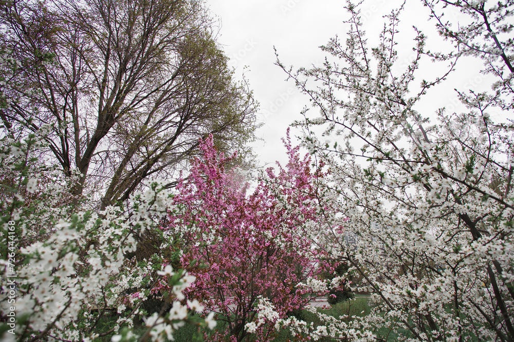 Shrub with pink and white inflorescences wet in the rain in a city park. Image for your creative design and illustrations. Shrub with pink and white inflorescences wet in the rain in a city park. Image for your creative design and illustrations.