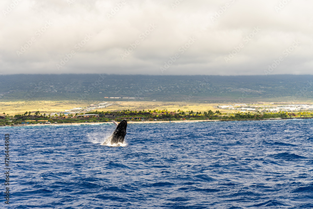 Fototapeta premium humpback whales swimming and jumping in the pacific on big island in hawaii
