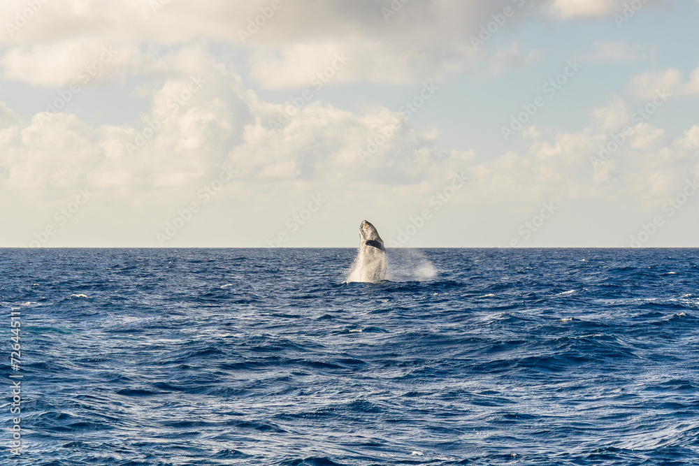 Fototapeta premium humpback whales swimming and jumping in the pacific on big island in hawaii
