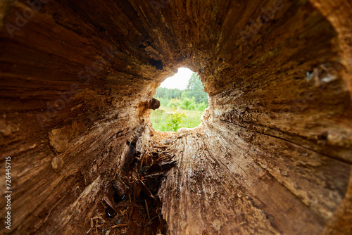 hole in the tree closep photo