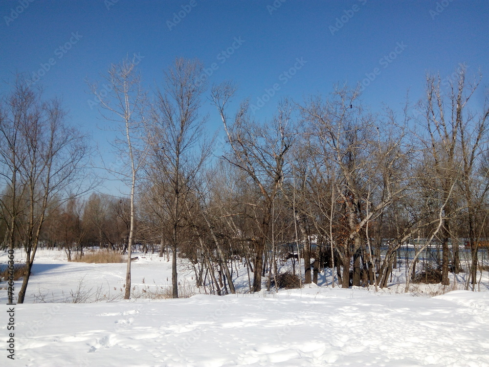 snow covered trees. winter landscape with trees snow covered trees. winter landscape with trees