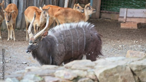 A close-up of a Nyala (Tragelaphus angasii) antelope standing in the tall grass looking at the camera with its long hair, dark brown coat and long horns. photo