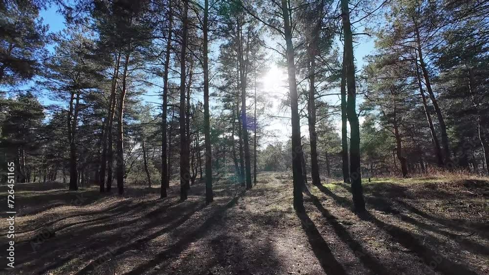 walk in the pine forest. tall pines. forest landscape. sun and shadows from trees. pine forest, walk among the trees, tall pines, shadows in the treetops, view of the pine trunks, Ukrainian forest walk in the pine forest. tall pines. forest landscape. sun and shadows from trees. pine forest, walk among the trees, tall pines, shadows in the treetops, view of the pine trunks, Ukrainian forest