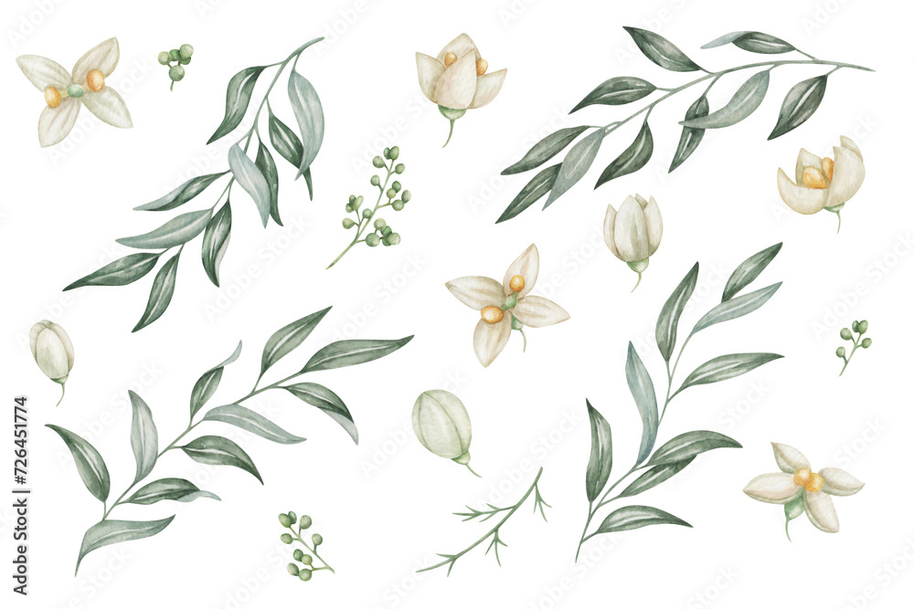 Watercolor set of illustrations. Hand painted branches with blooming flowers in white, beige colors with four petals, yellow center, buds, green leaves. Olive tree. Isolated floral, botanical clip art - obrazy, fototapety, plakaty 