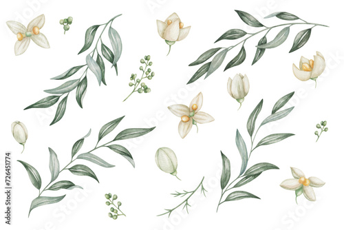 Watercolor set of illustrations. Hand painted branches with blooming flowers in white, beige colors with four petals, yellow center, buds, green leaves. Olive tree. Isolated floral, botanical clip art photo