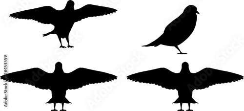 Black Silhouette  bird vector illustration photo