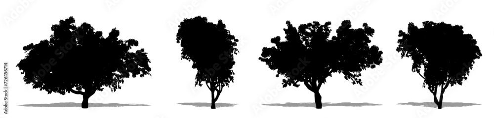 Obraz premium Set or collection of Bougainvillea trees as a black silhouette on white background. Concept or conceptual vector for nature, planet, ecology and conservation, strength, endurance and beauty