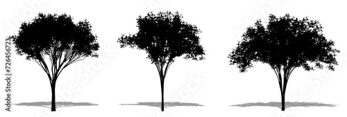 Set or collection of American Elm trees as a black silhouette on white background. Concept or conceptual vector for nature, planet, ecology and conservation, strength, endurance and beauty