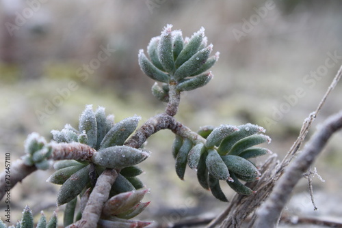 hiver , plantes photo