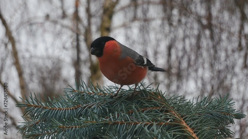 A bullfinch sits on spruce..